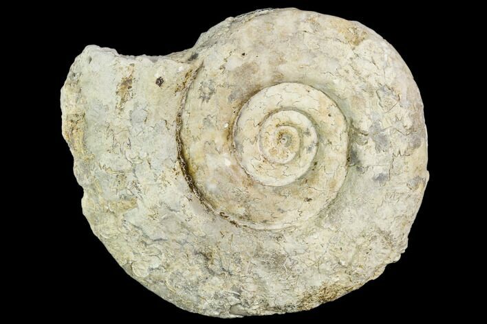 Fossil Ammonite (Hildoceras)- England #110821